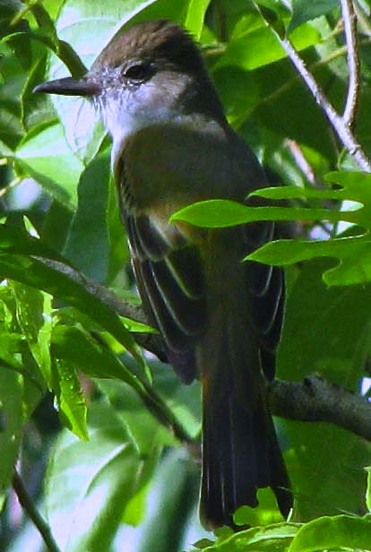 Yucatan flycatcher, Myiarchus  yucatanensis, endemic bird species to the Yucatan found at Hacienda Chichen Resort